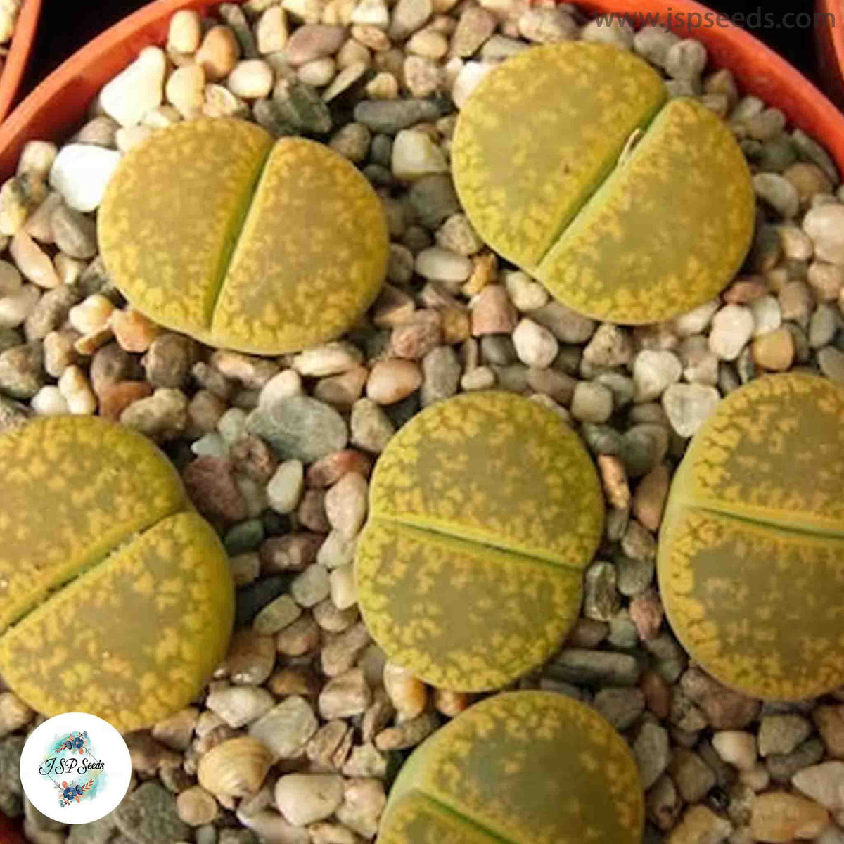 Lithops aucampiae ‘Jackson’s Jade’ [RARE] / 40 seeds (Living Stones)