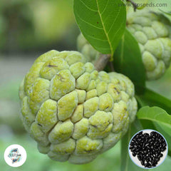 30 Sugar Apple Custard Apple Seeds Annona Seeds Ceylon Original From Thailand Seeds (Asia Fruit)