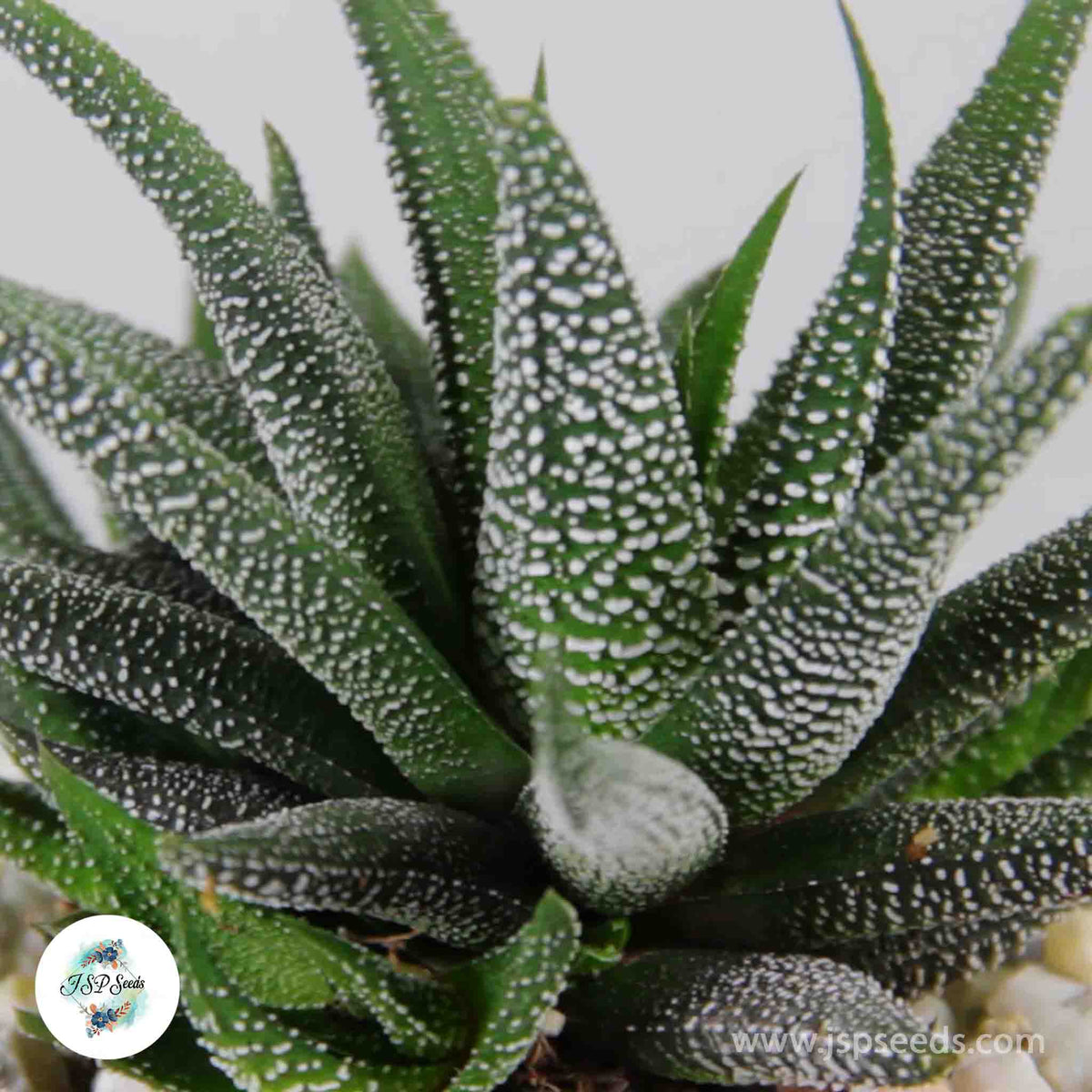 Haworthia fasciata v concolor / 40 seeds (Concolor zebra plant)