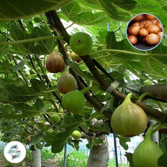 30 San Piero Ficus Carica Seeds Fig Seeds Tropical Bonsai Rare Fruit Seeds