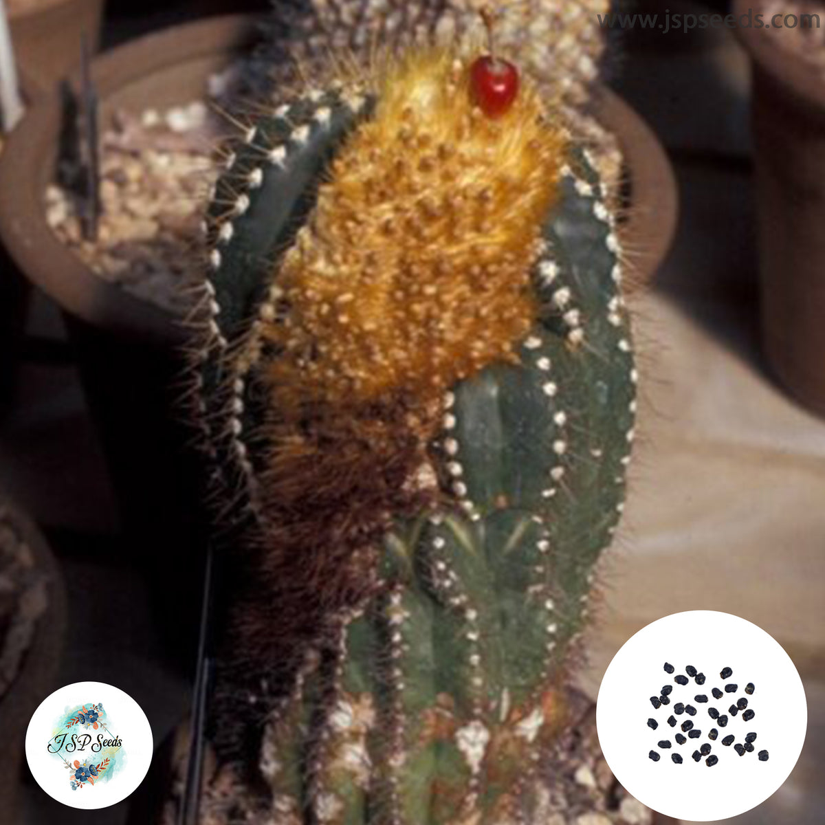 40 seeds Buiningia brevicylindrica  Cactus Succulent seeds  HU167