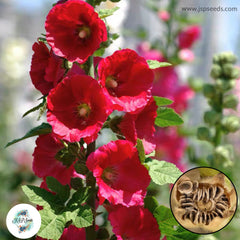 50 Red Hollyhock Perennial Flower Seed ROSEA LINN