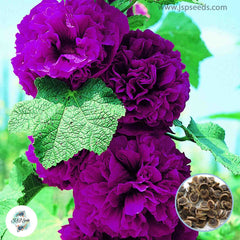 50 Purple Double Hollyhock Perennial Flower Seed ROSEA LINN