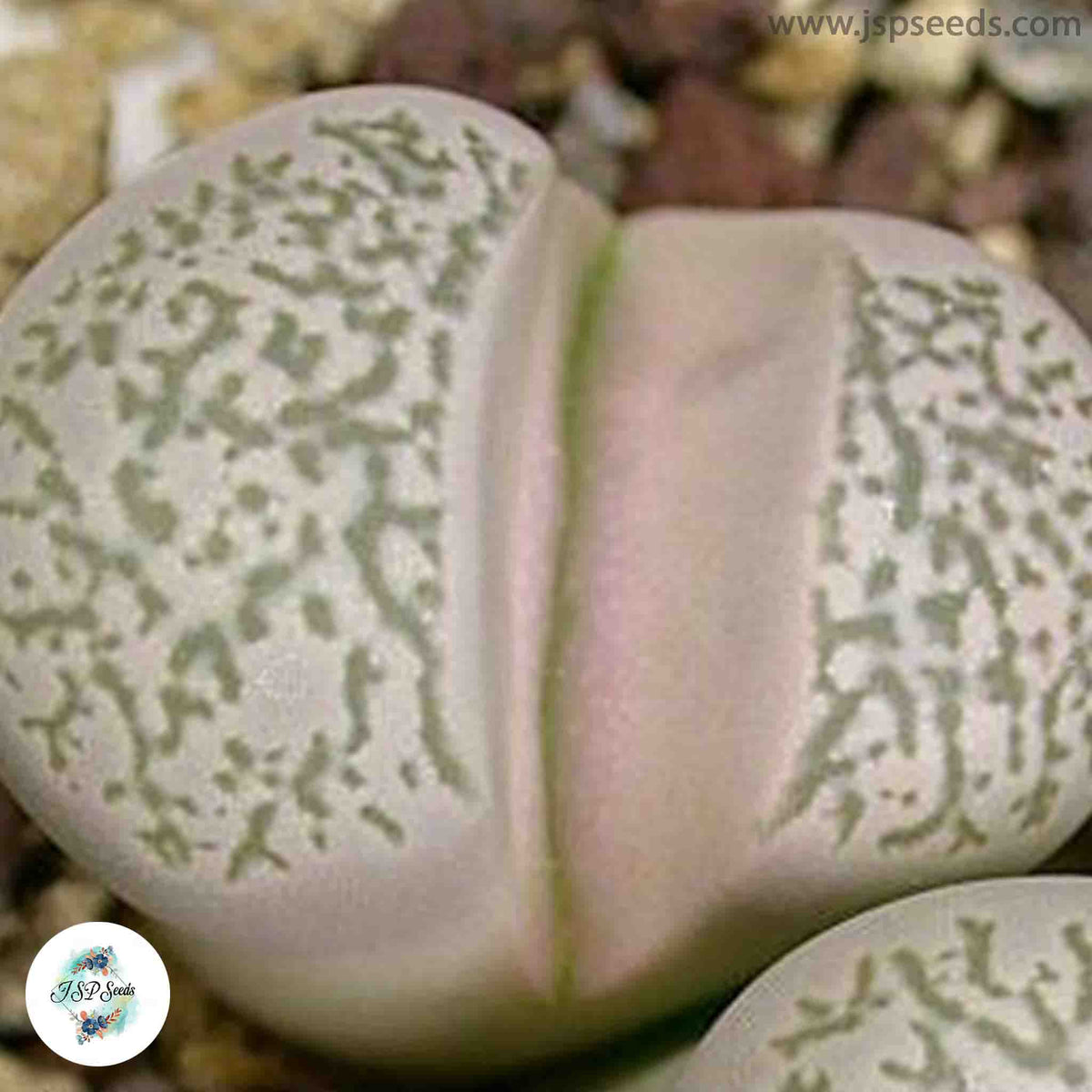 Lithops herrei C234 / 40 seeds (Living Stones)