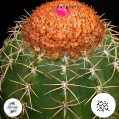 40 Seeds Melocactus jansenianus Cactus Succulent seeds