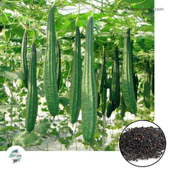 50 Bonanza Angled Luffa Seeds (Asia Vegetable)