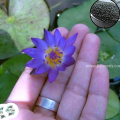 50 Thai Heirloom Mini Lotus Water lily flower Bonsai Seeds Water Plants (Original Thai Seeds) 007