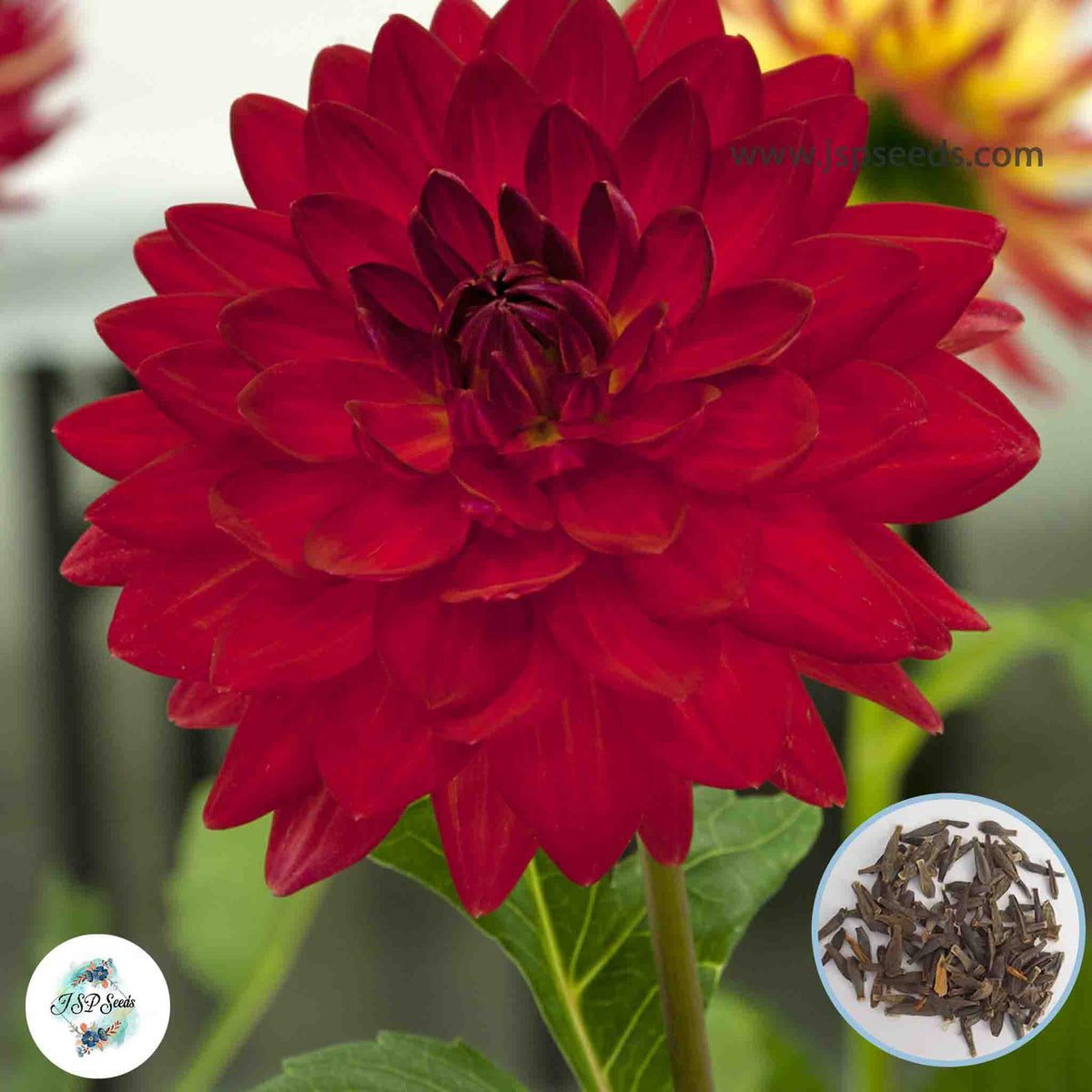 50 Taratahi Ruby Dahlia Seeds (Flower Garden Potted Plants)