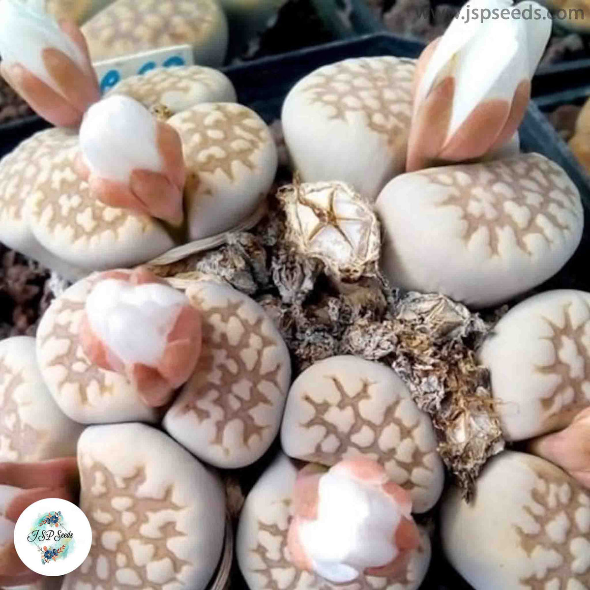 Lithops julii C063 / 40 seeds  (Living stones)