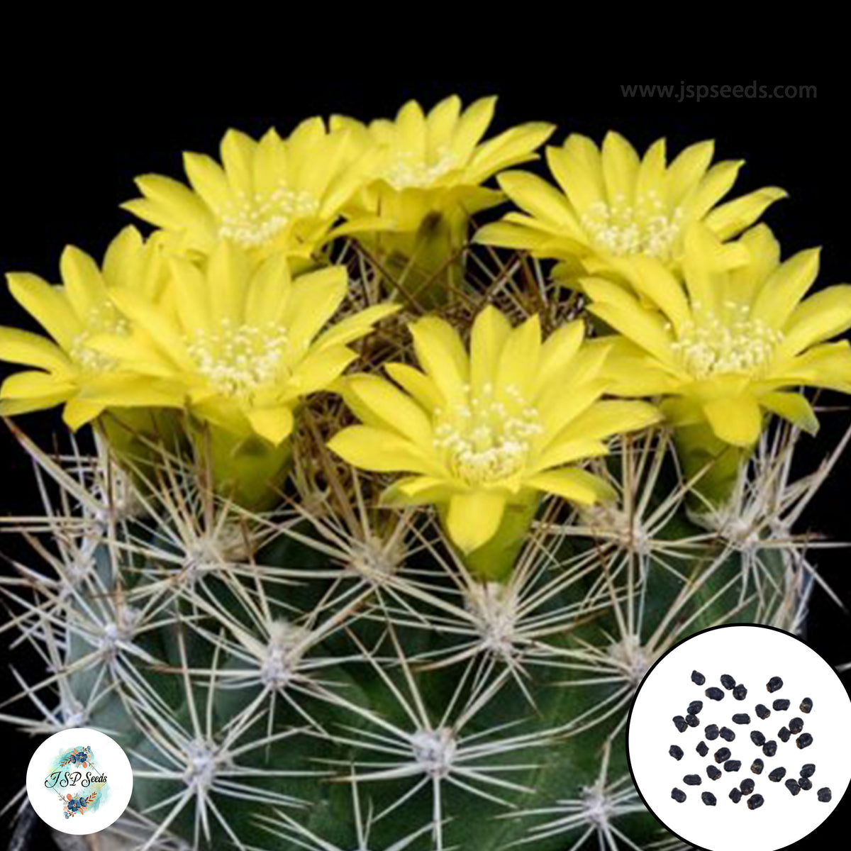 40 Seeds Weingartia riograndensis Cactus Succulent seeds