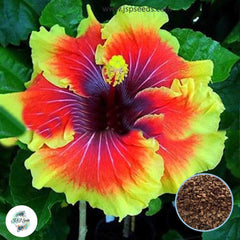 35 Giant Hawaii Hibiscus Beautiful Hardy Perennials Seeds (Asia Flower Garden Plants)