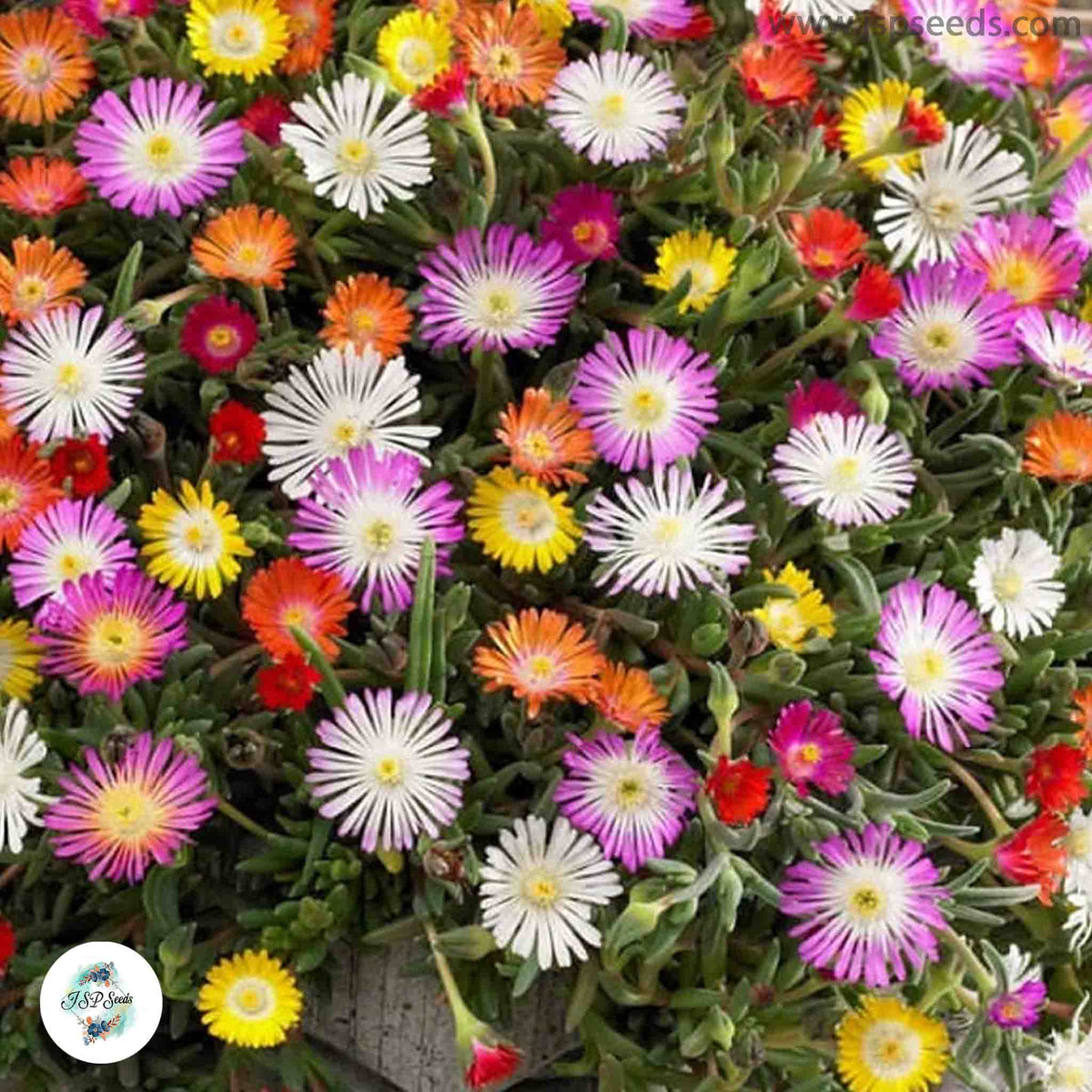 Delosperma – winter hardy mix / 40 seeds (Ice plant)