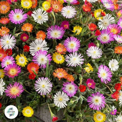 Delosperma – winter hardy mix / 40 seeds (Ice plant)
