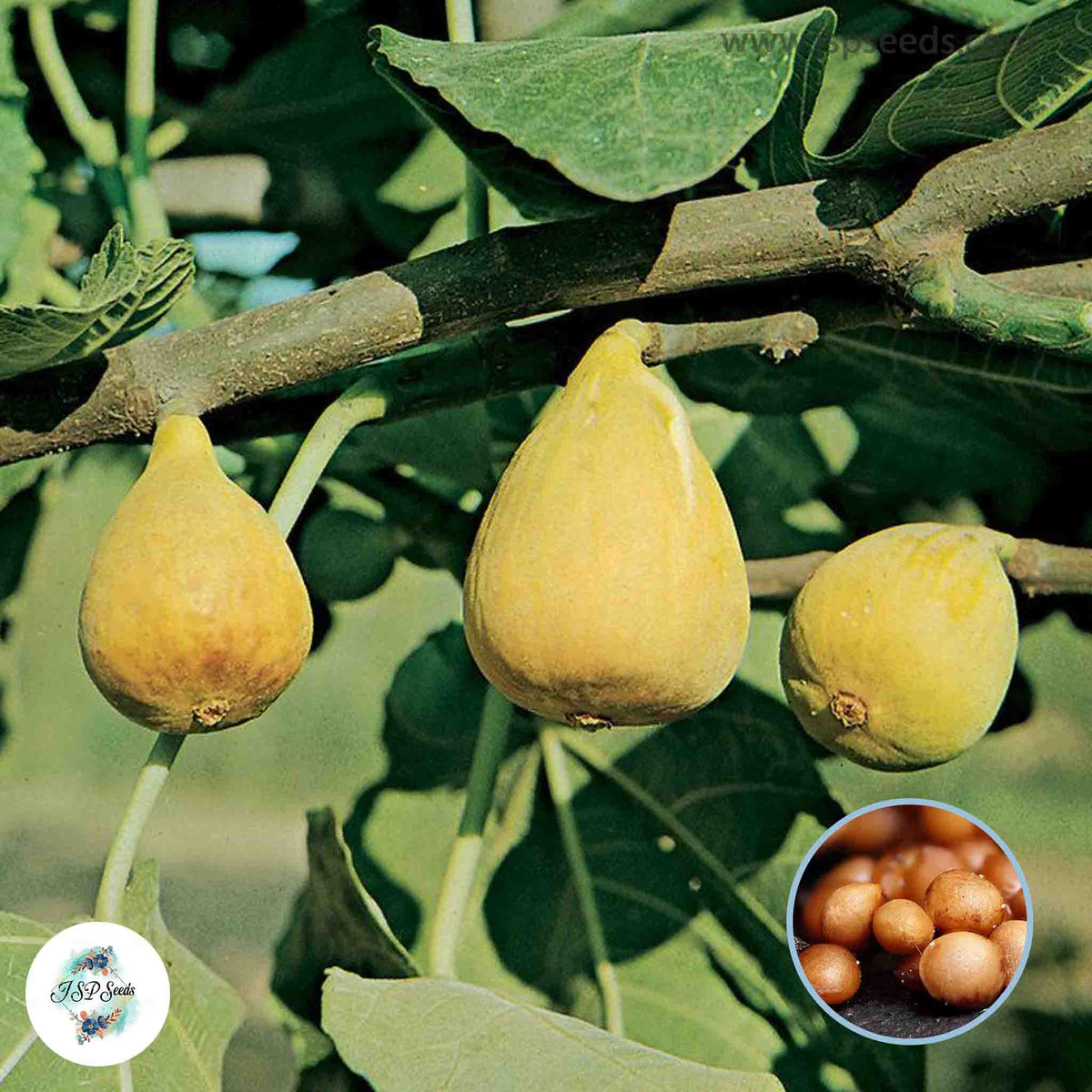 30 Yellow Excel Ficus Carica Seeds Fig Seeds Tropical Bonsai Rare Fruit Seeds