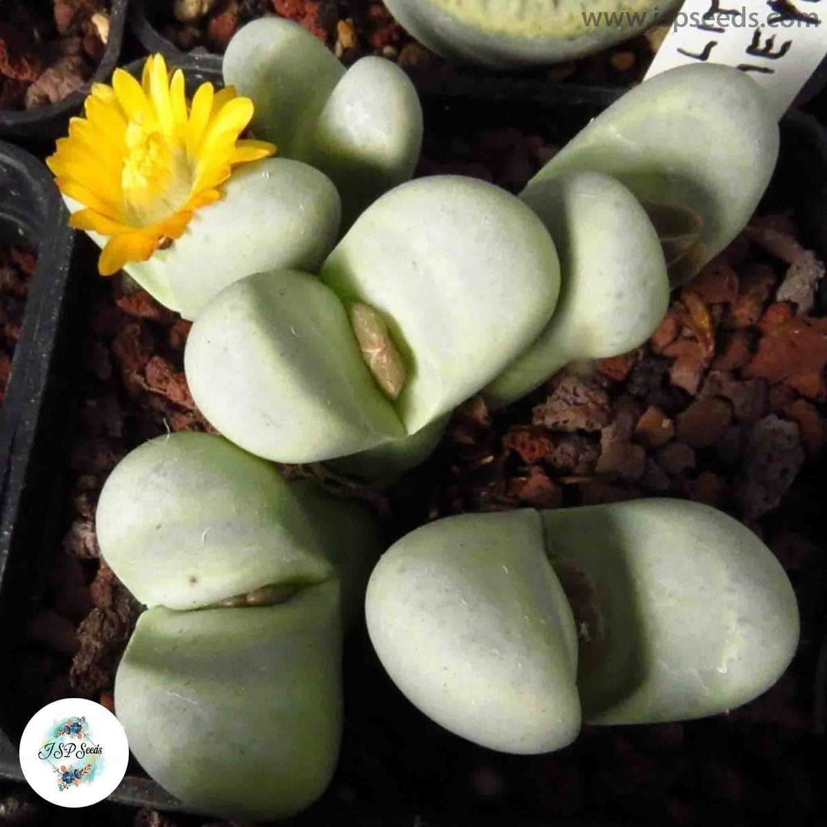 Lithops meyeri / Living stones / 40 seeds