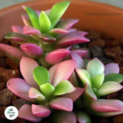 Anacampseros variegata ‘Sunrise’ / 40 seeds