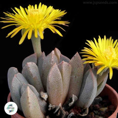 Prepodesma orpenii / 40 seeds