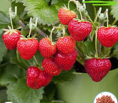 100 Strawberry Bonsai Patio And Garden Potted Red Fruit Plants Seeds