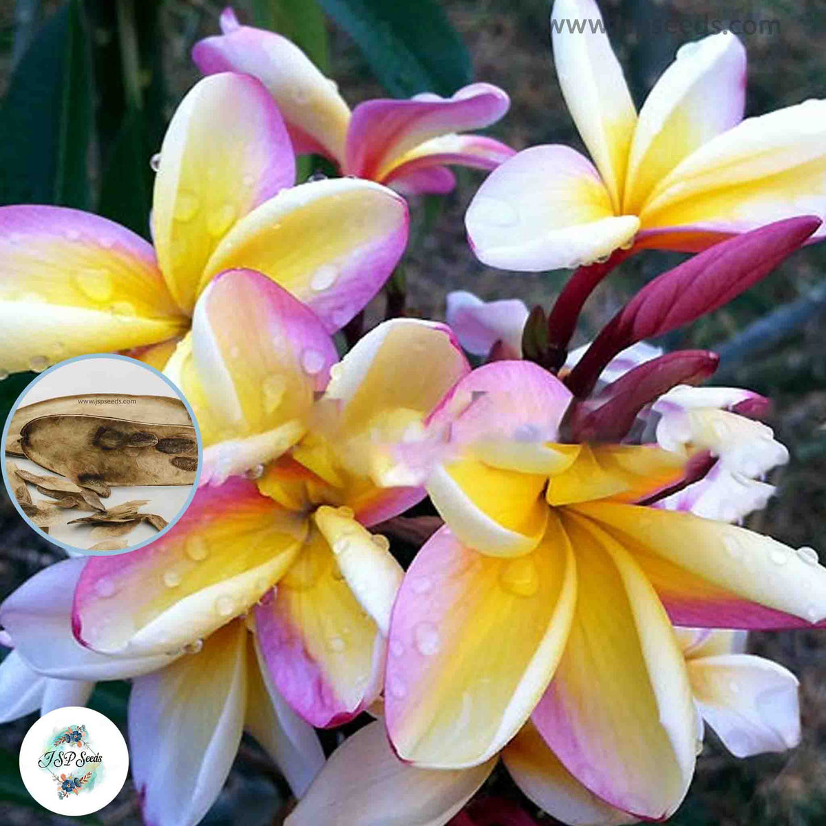 20 Thai SangArrun Plumeria Rubra (Frangipani) Seeds Fresh Flower New Seeds