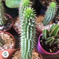 Hoodia gordonii / 40 seeds (Bushman’s hat)