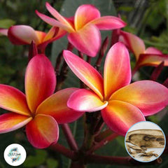 20 Thai 4038 Plumeria Rubra (Frangipani) Seeds Fresh Flower New Seeds