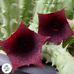 Huernia keniensis / 40 seeds (Kenyan Dragon flower)