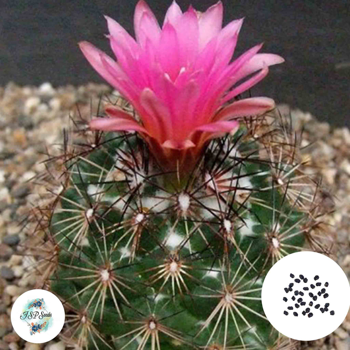 40 Seeds Coryphantha pseudoechinus Cactus Succulent seeds