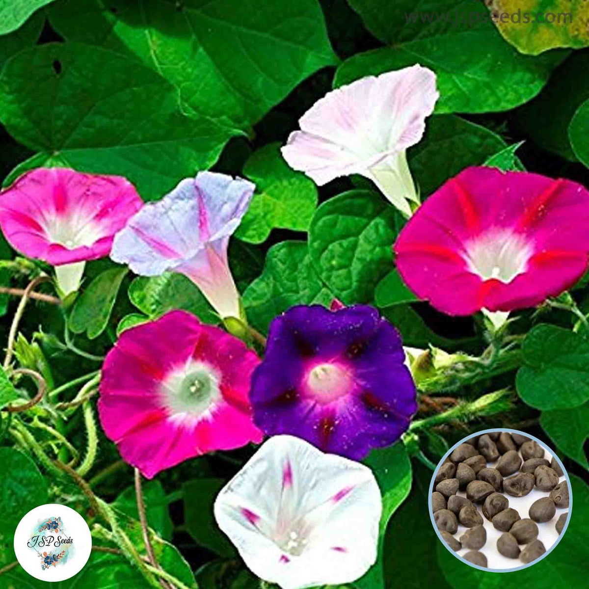 50 Mixed Morning Glory Seeds (MORNING GLORY)