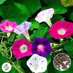 50 Mixed Morning Glory Seeds (MORNING GLORY)