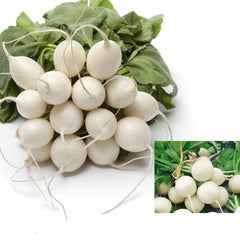 100 Hailstone White Radish Organic Heirloom Seeds (Vegetable) Non Gmo