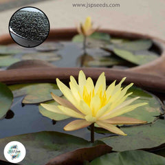 50 Thai Heirloom Mini Lotus Water lily flower Bonsai Seeds Water Plants (Original Thai Seeds) 013