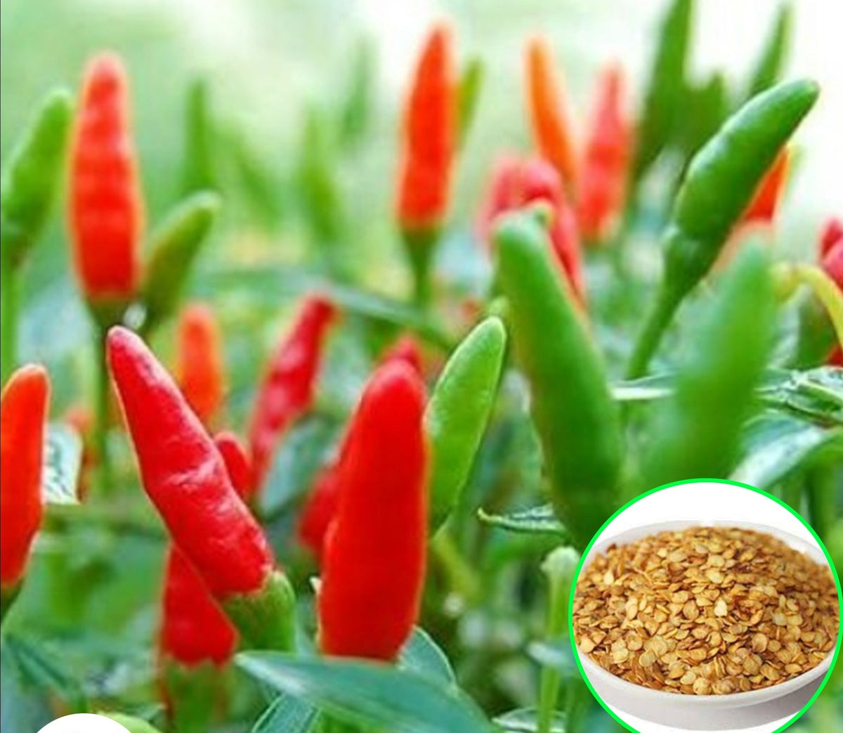 100 Pepper Thai Bird's Eye Capsicum annuum Chilli Spicy Hot Seeds (Asia Vegetable) Heirloom NON GMO Fresh