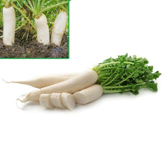 100 Japanese Minowase Daikon Radish Organic Heirloom Seeds (Vegetable) Non Gmo