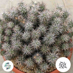 40 Seeds Tephrocactus atratospinus Cactus Succulent seeds