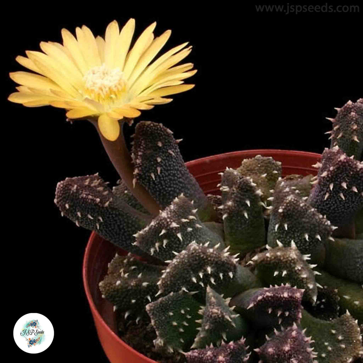 Aloinopsis setifera / 40 seeds