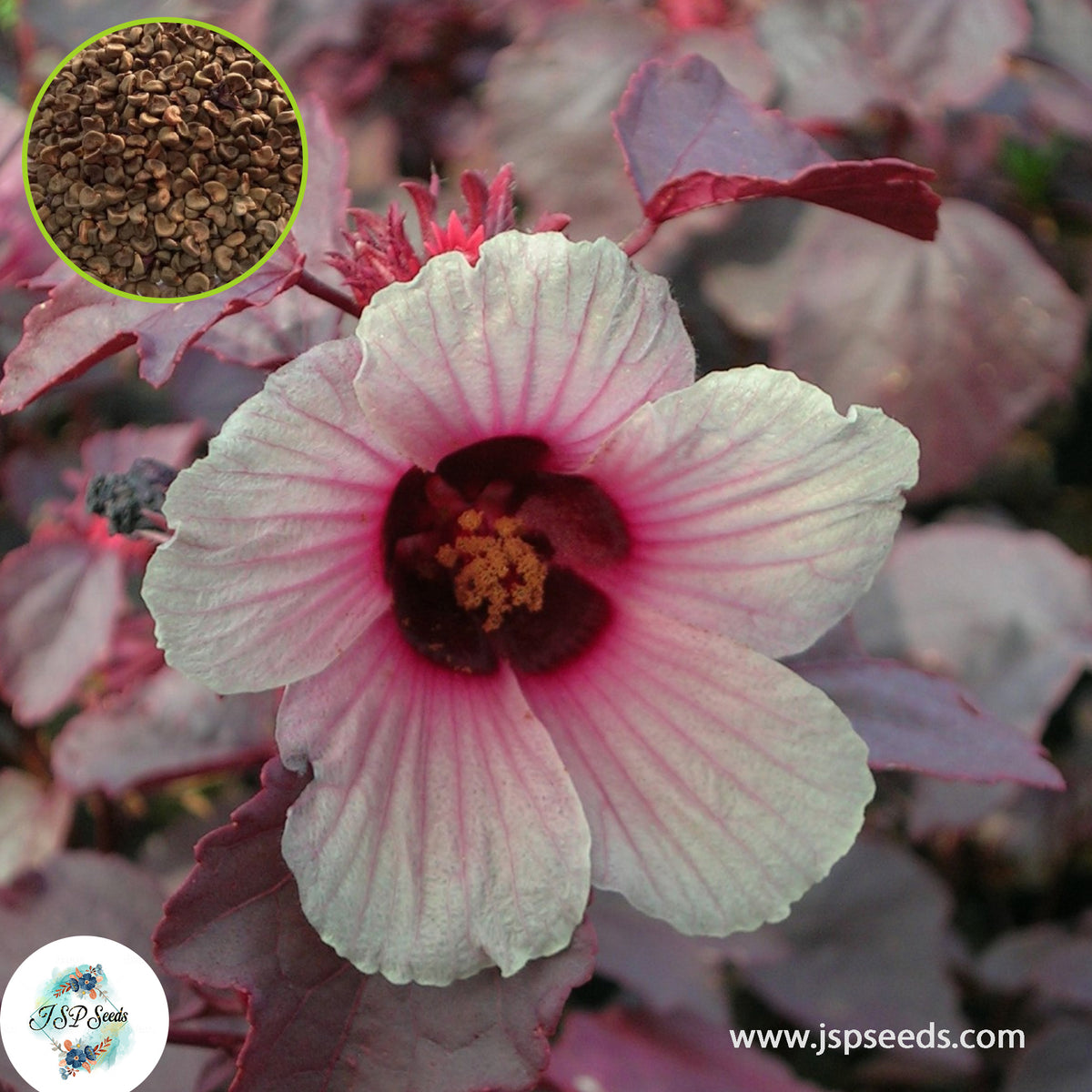 30 Cranberry Hibiscus Seeds, African Rosemallow Seeds, Hibiscus acetosella seeds