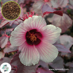 30 Cranberry Hibiscus Seeds, African Rosemallow Seeds, Hibiscus acetosella seeds