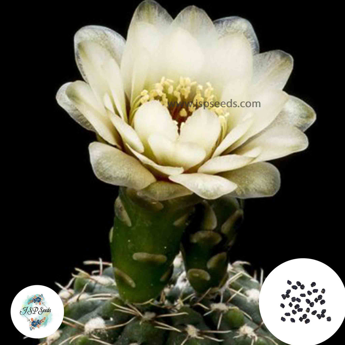 40 Seeds Gymnocalycium baldianum v. albiflorum Cactus Succulent seeds