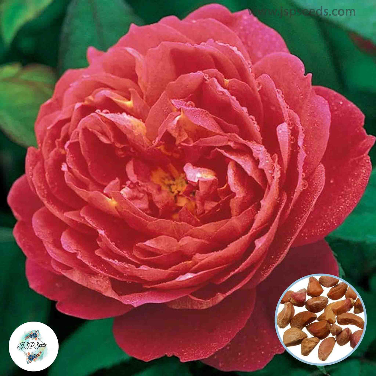 50 Heirloom Benjamin Britten English Rose flower Bonsai Garden Seeds