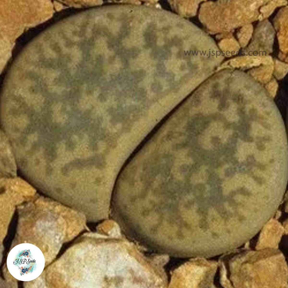 Lithops gesinae C406 / 40 seeds