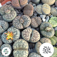 40 Seeds Lithops Mix Cactus Succulent seeds