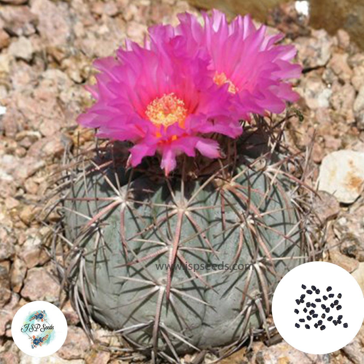 40 Seeds Echinocactus horizontalonius Cactus Succulent seeds