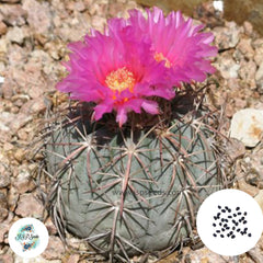 40 Seeds Echinocactus horizontalonius Cactus Succulent seeds