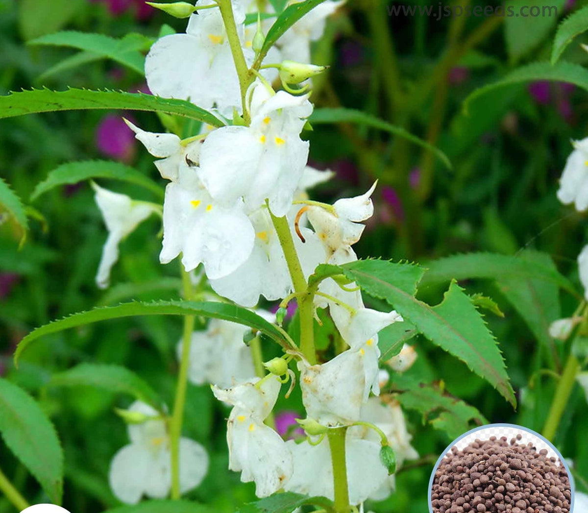 100 White Impatiens Balsamina Balsam Camelia Flower Wildflower Seeds Touch Me Not