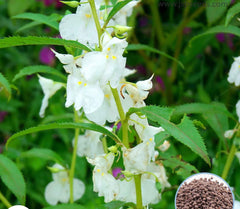 100 White Impatiens Balsamina Balsam Camelia Flower Wildflower Seeds Touch Me Not