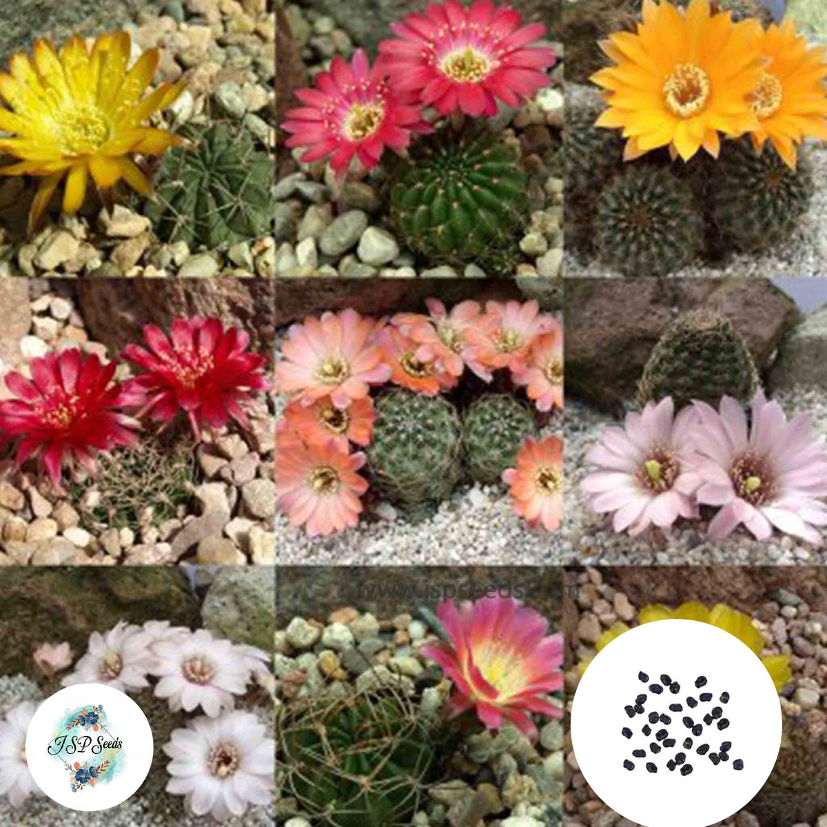 40 Seeds Lobivia  mix Cactus Succulent seeds