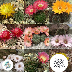 40 Seeds Lobivia  mix Cactus Succulent seeds