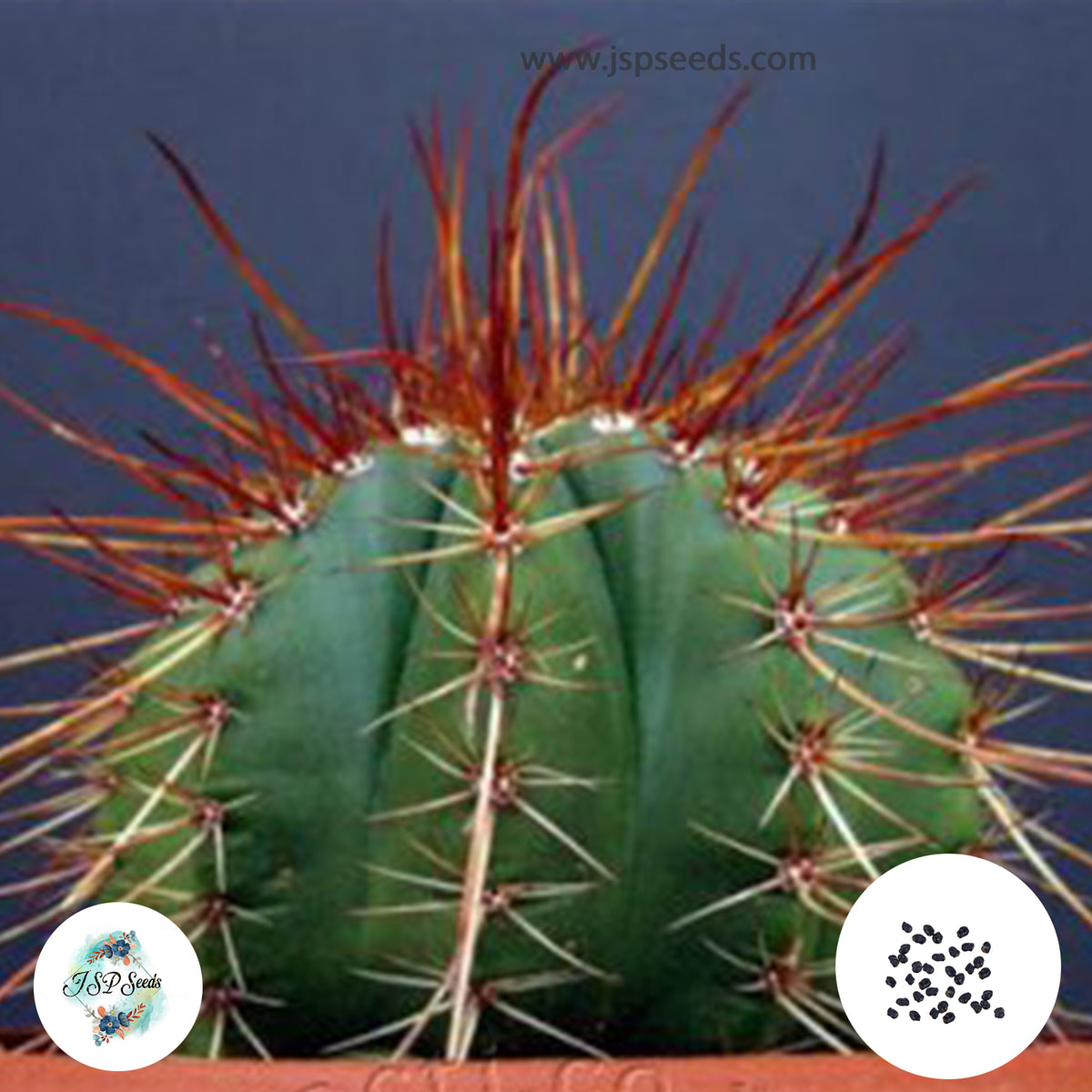 40 Seeds Melocactus rubrispinus Cactus Succulent seeds