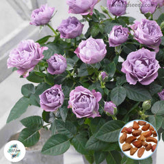 50 Heirloom Mini Purple Miniature Rose Rosa bush Fragrant flower Bonsai Garden Seeds