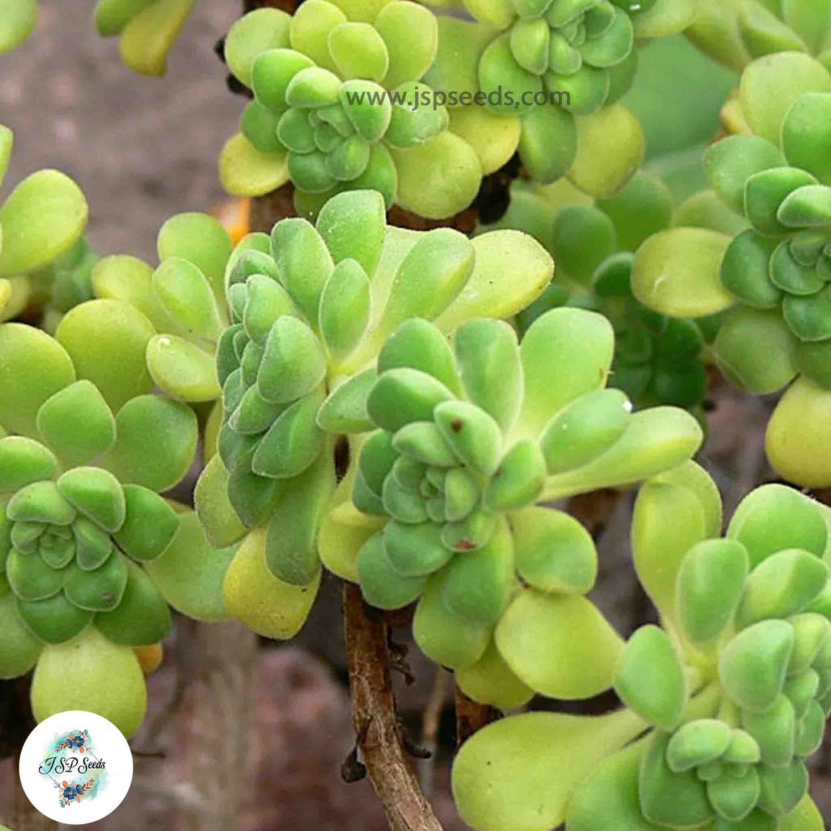 Aeonium lindleyi / 40 seeds